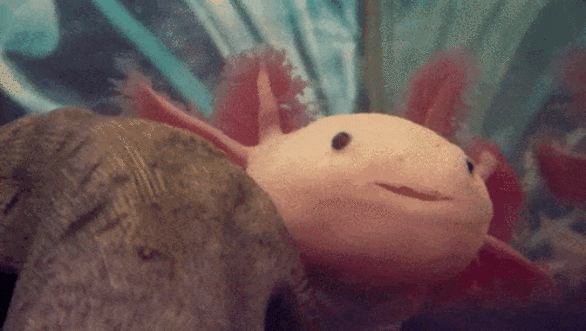 axoloti