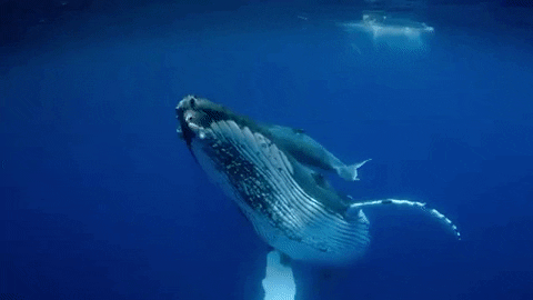 Baleia
