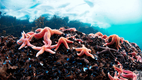 Estrelas-do-Mar