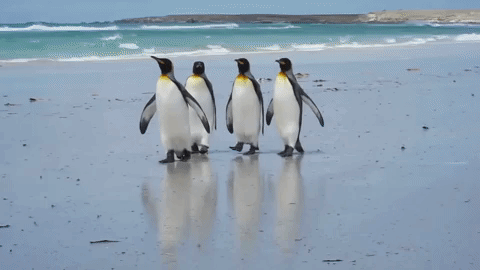 pinguins